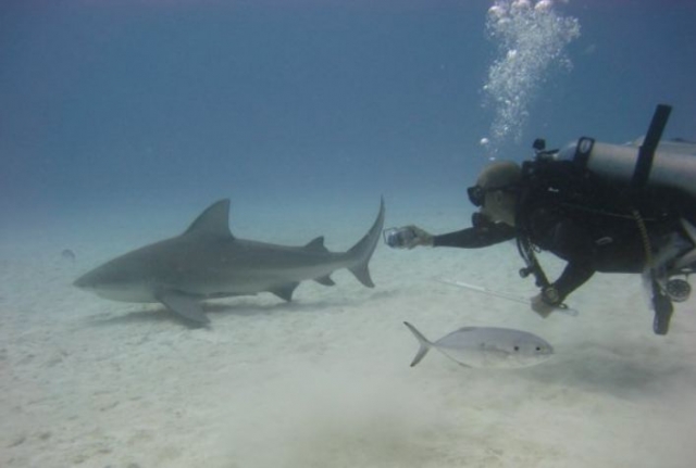 Aventura de buceo con tiburones